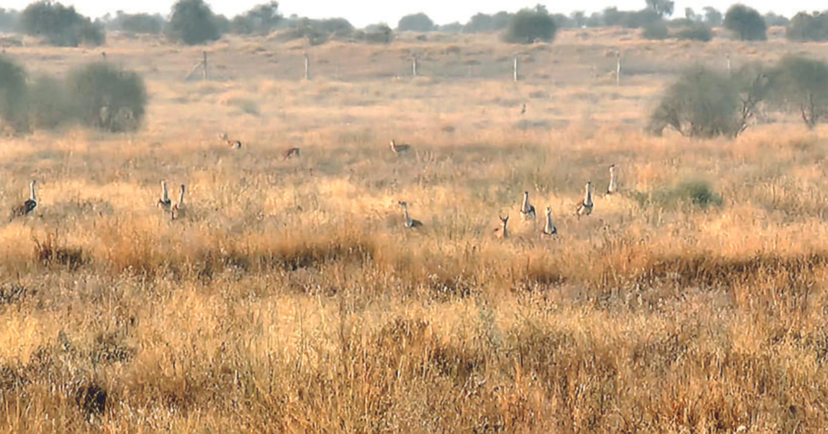9 Great Indian Bustards seen together in Sudasari